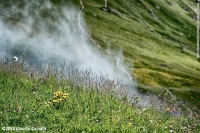 Fiori e nebbia