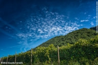 Vigneti, bosco e nuvole