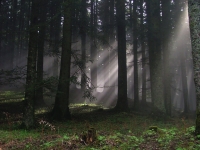 Foresta di Camaldoli