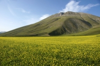 Anticipo di Fioritura