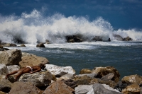 Un "un leone marino" a prendere il sole..