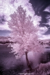 Color Infrared