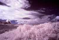 Color Infrared