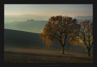 Querce al tramonto..., Macerata sullo sfondo!