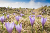 Foresta di crocus