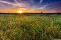 sunset on grass