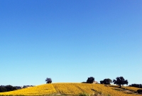 La collina dei girasoli