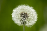 Dandelion :)