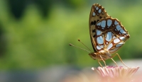 [natura] Farfalla
